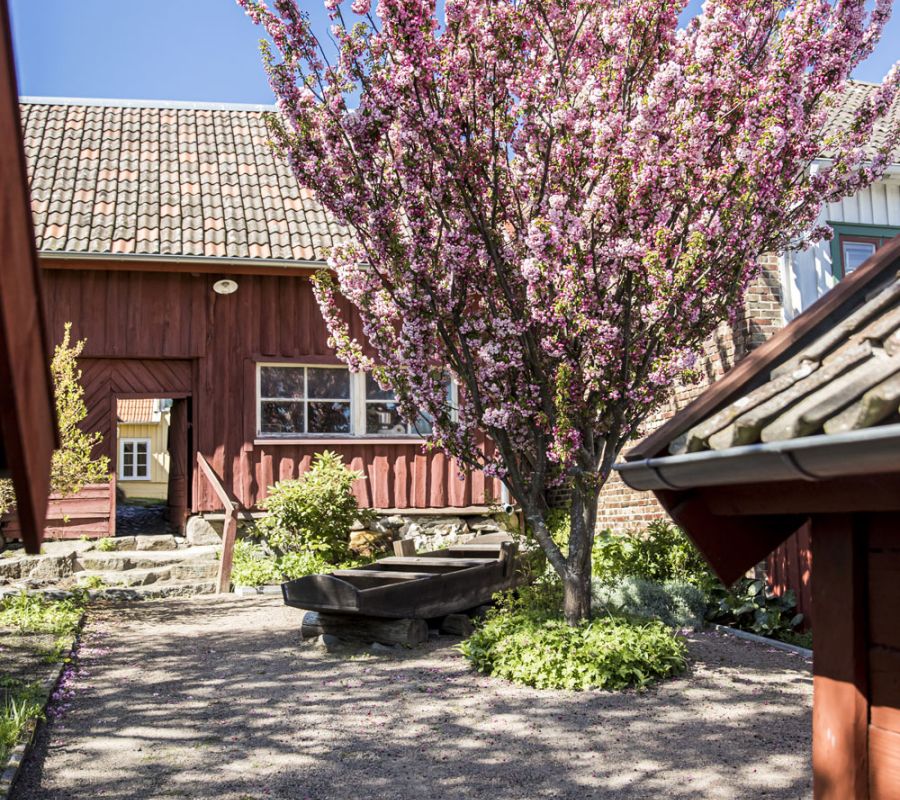 I bakgrunden ett rött trähus och i förgrunden ett rosa blommande träd på innegården.